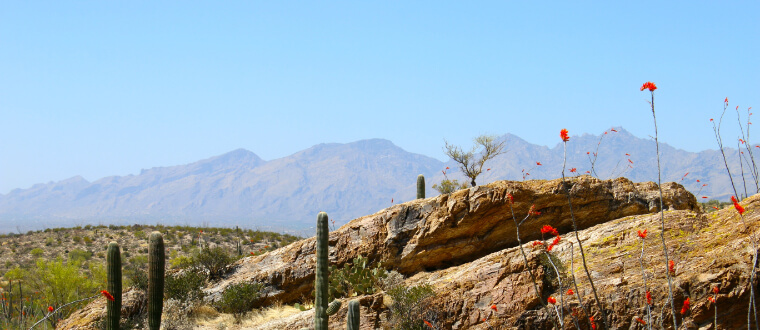 Cactus and rock formations on and the huachuca mountains with a light blue sky